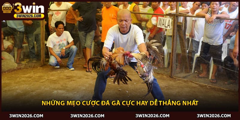 Những mẹo cược đá gà cực hay dễ thắng nhất